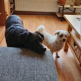 Foto van Lucia, Lizzy & Ziva