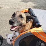 Foto van Dutchshepherdteam