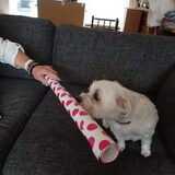 Foto van Lucia, Lizzy & Ziva