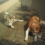 In memoriam Ginny de rode is 15 jaar geworden, Dark mijn lievelings…