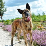 Foto van Dutchshepherdteam