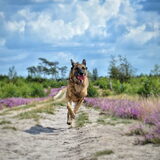 Foto van Dutchshepherdteam