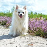 Foto van Dutchshepherdteam