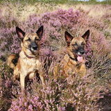 Foto van Dutchshepherdteam