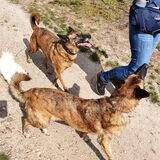 Foto van Dutchshepherdteam