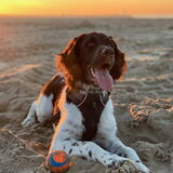 Milly op het strand bij zonsondergang
