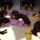 De puppies van het R-nest gingen op bezoek in het rusthuis!