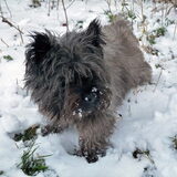 Mijn lieve kleine cairn Gizmo. Hij is er al zeven jaar niet meer.