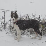 Daisy ziet hier voor het eerst sneeuw, en ze is er maar wat gek op.