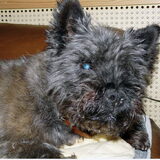Gizmo dertien/veertien jaar oud, doof en blind maar nog steeds volop…