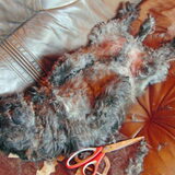 Dit is de allerlaatste foto van Gizmo. S'morgens had ik hem nog wat…