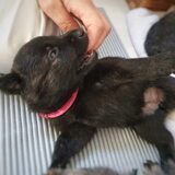 Foto van Dutchshepherdteam