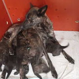 Foto van Dutchshepherdteam