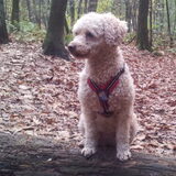Foto van Sas en haar honden