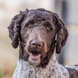 Foto van Sas en haar honden