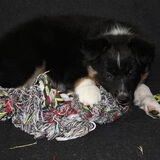 Dana als pup, lekker met haar veel te grote flos aan het spelen.