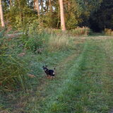 Balou in het bos.