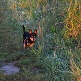 Een jonge Balou.