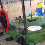 Foto van Dutchshepherdteam