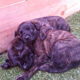 Foto van Dutchshepherdteam