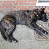 Foto van Dutchshepherdteam