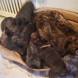 Foto van Dutchshepherdteam