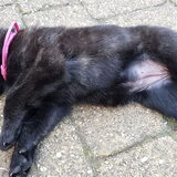 Foto van Dutchshepherdteam
