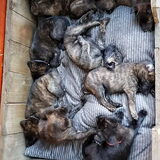 Foto van Dutchshepherdteam
