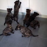 Foto van Dutchshepherdteam