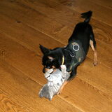 Balou met kitten Nemo.