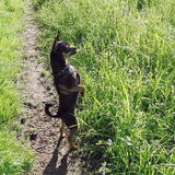 Op de achter poten, dat moet wel als je over het hoge gras heen wil…