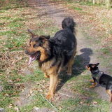Balou met Mowgli.