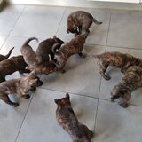 Foto van Dutchshepherdteam