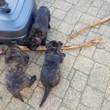 Foto van Dutchshepherdteam