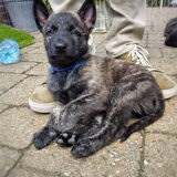 Foto van Dutchshepherdteam