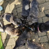 Foto van Dutchshepherdteam