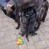Foto van Dutchshepherdteam