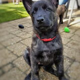 Foto van Dutchshepherdteam