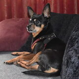 Balou op zijn plekje op de bank.