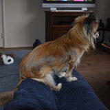 Lotus bij mij op schoot zoals iedere avond.