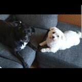 Foto van Lucia, Lizzy & Ziva
