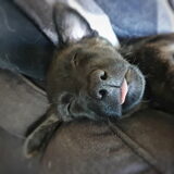 Foto van Dutchshepherdteam