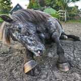 Foto van Ciska en Spanjaardje Moh (Bambi r.i.p.)