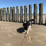 Indy in Cadzand.