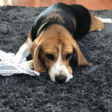 Foto van Sabine