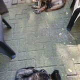 Foto van Dutchshepherdteam