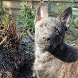 Foto van Dutchshepherdteam