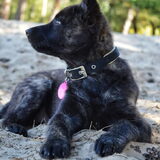 Foto van Dutchshepherdteam