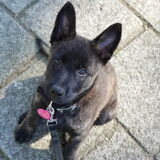 Foto van Dutchshepherdteam