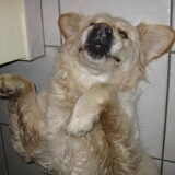 I surrender!
